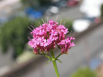 Centranthus ruber - والرین قرمز